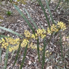 Acacia rubida at Jerrabomberra, NSW - 31 Jul 2022