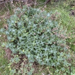 Marrubium vulgare (Horehound) at Mount Jerrabomberra - 31 Jul 2022 by SteveBorkowskis