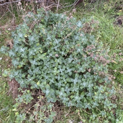 Marrubium vulgare (Horehound) at Jerrabomberra, NSW - 31 Jul 2022 by Steve_Bok