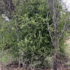 Lycium ferocissimum (African Boxthorn) at Jerrabomberra, NSW - 31 Jul 2022 by Steve_Bok