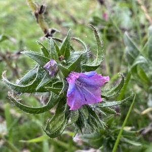 Echium plantagineum at Jerrabomberra, NSW - 31 Jul 2022