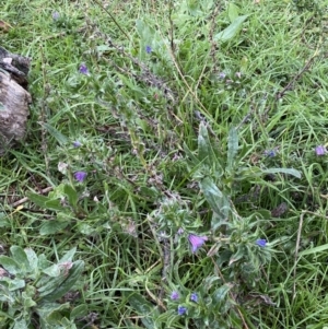 Echium plantagineum at Jerrabomberra, NSW - 31 Jul 2022