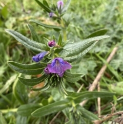 Echium plantagineum at Jerrabomberra, NSW - 31 Jul 2022