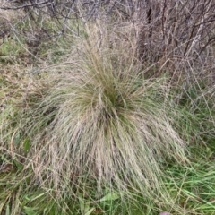 Nassella trichotoma (Serrated Tussock) at Jerrabomberra, NSW - 31 Jul 2022 by SteveBorkowskis