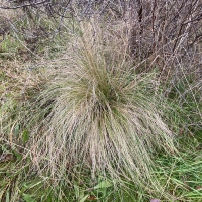 Nassella trichotoma (Serrated Tussock) at Jerrabomberra, NSW - 31 Jul 2022 by Steve_Bok