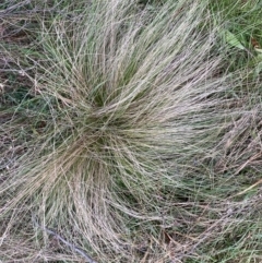 Nassella trichotoma at Jerrabomberra, NSW - 31 Jul 2022