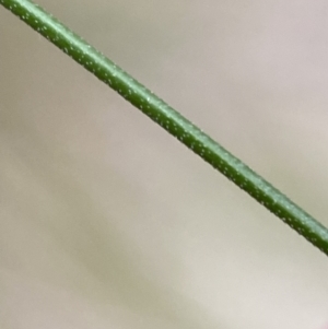 Nassella trichotoma at Jerrabomberra, NSW - 31 Jul 2022