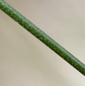 Nassella trichotoma at Jerrabomberra, NSW - 31 Jul 2022