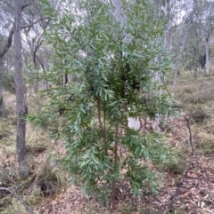 Hakea salicifolia (Willow-leaved Hakea) at Jerrabomberra, NSW - 31 Jul 2022 by SteveBorkowskis