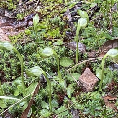 Pterostylis nutans (Nodding Greenhood) at Jerrabomberra, NSW - 31 Jul 2022 by SteveBorkowskis