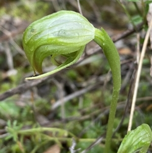 Pterostylis nutans at Jerrabomberra, NSW - 31 Jul 2022