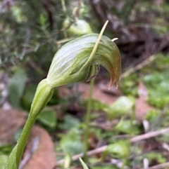 Pterostylis nutans at Jerrabomberra, NSW - 31 Jul 2022