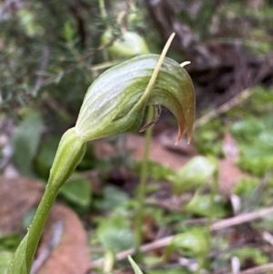 Pterostylis nutans at Jerrabomberra, NSW - 31 Jul 2022