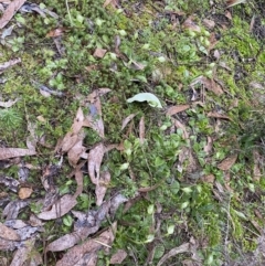 Pterostylis nutans at Jerrabomberra, NSW - suppressed