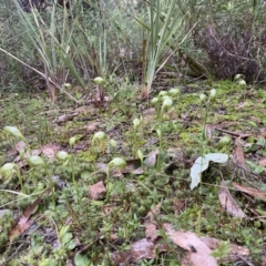 Pterostylis nutans at Jerrabomberra, NSW - 31 Jul 2022