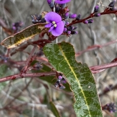 Hardenbergia violacea (False Sarsaparilla) at Jerrabomberra, NSW - 31 Jul 2022 by Steve_Bok