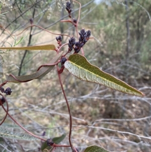 Hardenbergia violacea at Jerrabomberra, NSW - 31 Jul 2022 01:25 PM