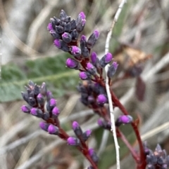 Hardenbergia violacea at Jerrabomberra, NSW - 31 Jul 2022 01:25 PM