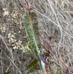 Hardenbergia violacea at Jerrabomberra, NSW - 31 Jul 2022 01:25 PM