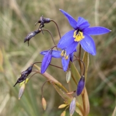 Stypandra glauca (Nodding Blue Lily) at Mount Jerrabomberra QP - 31 Jul 2022 by Steve_Bok