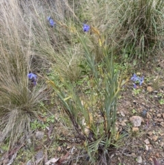 Stypandra glauca at Jerrabomberra, NSW - 31 Jul 2022