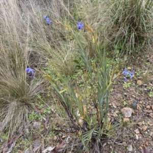 Stypandra glauca at Jerrabomberra, NSW - 31 Jul 2022