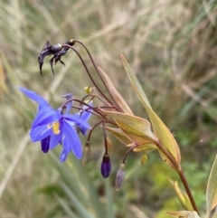 Stypandra glauca at Jerrabomberra, NSW - 31 Jul 2022