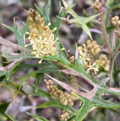 Grevillea ramosissima subsp. ramosissima (Fan Grevillea) at Jerrabomberra, NSW - 31 Jul 2022 by SteveBorkowskis