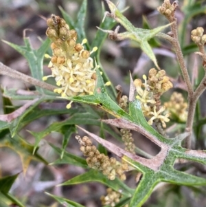 Grevillea ramosissima subsp. ramosissima at Jerrabomberra, NSW - 31 Jul 2022