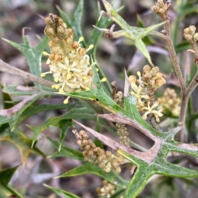 Grevillea ramosissima subsp. ramosissima (Fan Grevillea) at Jerrabomberra, NSW - 31 Jul 2022 by Steve_Bok