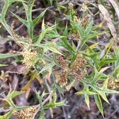 Grevillea ramosissima subsp. ramosissima at Jerrabomberra, NSW - 31 Jul 2022 01:11 PM