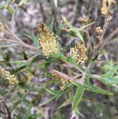 Grevillea ramosissima subsp. ramosissima at Jerrabomberra, NSW - 31 Jul 2022 01:11 PM