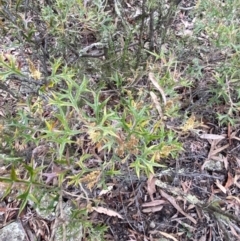 Grevillea ramosissima subsp. ramosissima at Jerrabomberra, NSW - 31 Jul 2022 01:11 PM