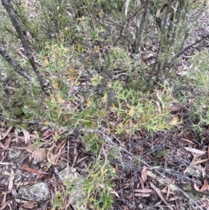 Grevillea ramosissima subsp. ramosissima at Jerrabomberra, NSW - 31 Jul 2022 01:11 PM