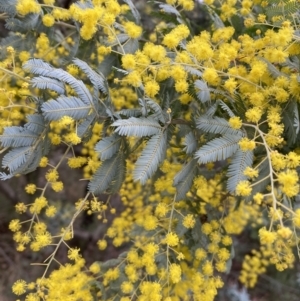 Acacia baileyana at Jerrabomberra, NSW - 31 Jul 2022 01:00 PM