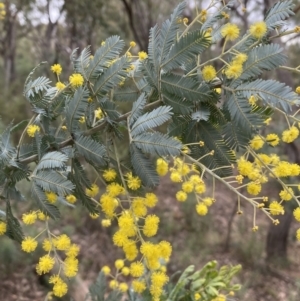 Acacia baileyana at Jerrabomberra, NSW - 31 Jul 2022 01:00 PM