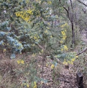 Acacia baileyana at Jerrabomberra, NSW - 31 Jul 2022 01:00 PM