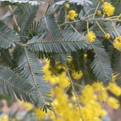 Acacia baileyana at Jerrabomberra, NSW - 31 Jul 2022 01:00 PM