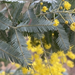 Acacia baileyana at Jerrabomberra, NSW - 31 Jul 2022