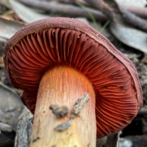 Cortinarius persplendidus at QPRC LGA - 31 Jul 2022