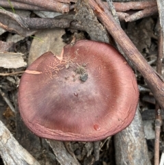 Cortinarius persplendidus at QPRC LGA - 31 Jul 2022