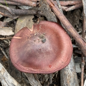 Cortinarius persplendidus at QPRC LGA - 31 Jul 2022