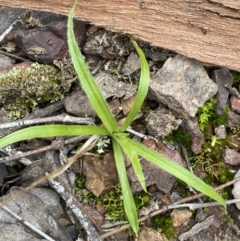 Luzula sp. (Woodrush) at Jerrabomberra, NSW - 31 Jul 2022 by SteveBorkowskis