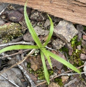 Luzula sp. at Jerrabomberra, NSW - 31 Jul 2022