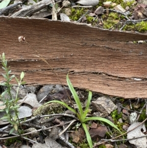 Luzula sp. at Jerrabomberra, NSW - 31 Jul 2022