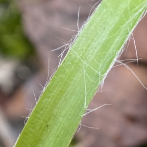 Luzula sp. at Jerrabomberra, NSW - 31 Jul 2022