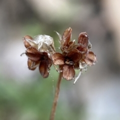 Luzula sp. at Jerrabomberra, NSW - 31 Jul 2022