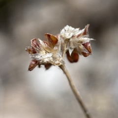 Luzula sp. at Jerrabomberra, NSW - 31 Jul 2022