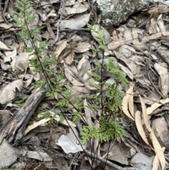 Cheilanthes sieberi subsp. sieberi (Narrow Rock Fern) at Jerrabomberra, NSW - 31 Jul 2022 by Steve_Bok