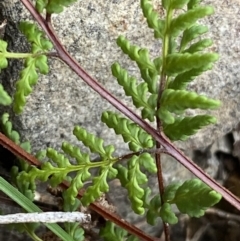 Cheilanthes sieberi subsp. sieberi at Jerrabomberra, NSW - 31 Jul 2022